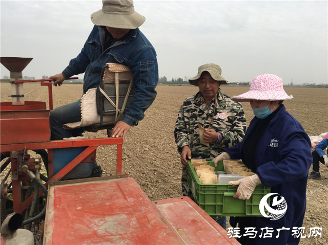 驻研种业小麦试验田开播