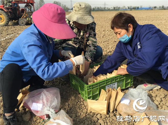 驻研种业小麦试验田开播