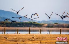 鄱阳湖平毁非法围堰2100亩 救治放飞候鸟200余只