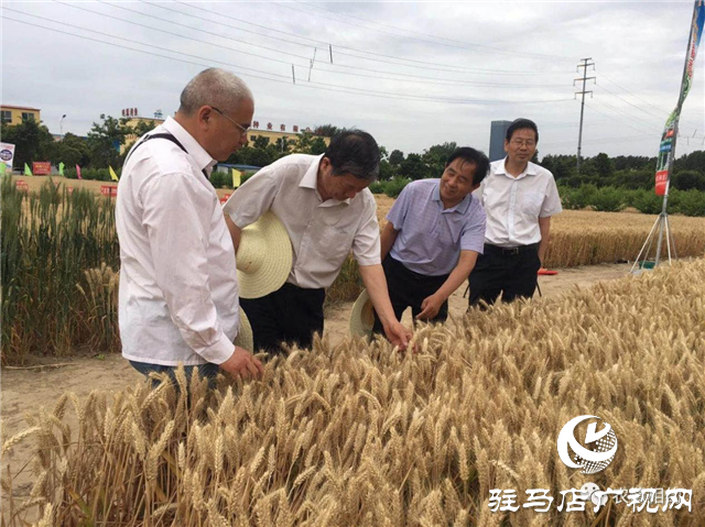 吨源种业召开“福高2号”播种现场会