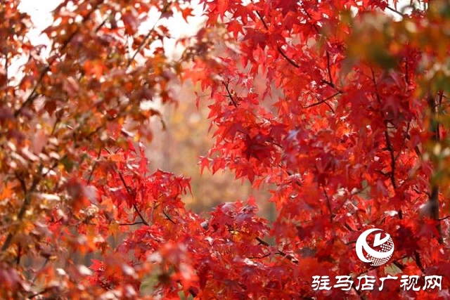 驿城区板桥镇：生态扶贫树 脱贫路子宽