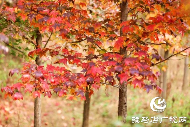 驿城区板桥镇：生态扶贫树 脱贫路子宽