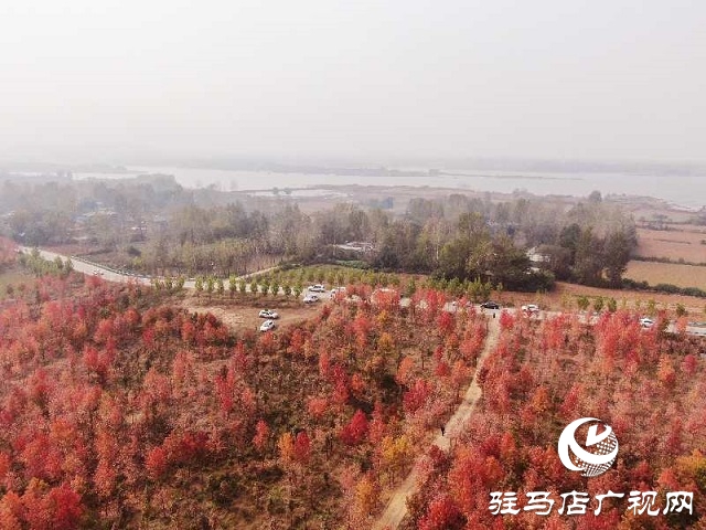 驿城区板桥镇：生态扶贫树 脱贫路子宽