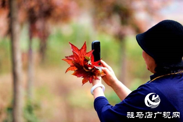 驿城区板桥镇：生态扶贫树 脱贫路子宽