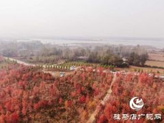 河南驻马店市驿城区板桥镇：生态扶贫树 脱贫路子宽