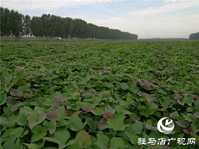 携手北沃 见证丰收 ——北沃高钙肥再显神威，表现惊艳众人！