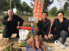 携手北沃 见证丰收 ——北沃高钙肥再显神威，表现惊艳众人！
