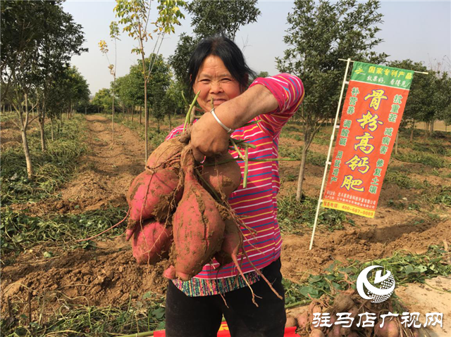 携手北沃 见证丰收 ——北沃高钙肥再显神威，表现惊艳众人！