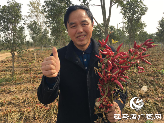 携手北沃 见证丰收 ——北沃高钙肥再显神威，表现惊艳众人！