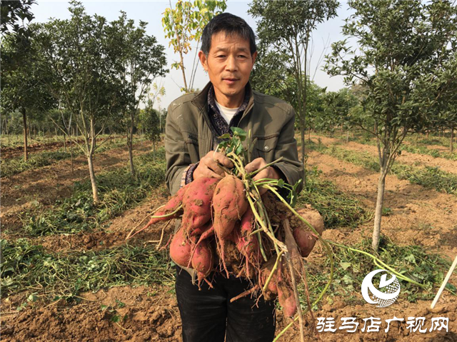 携手北沃 见证丰收 ——北沃高钙肥再显神威，表现惊艳众人！