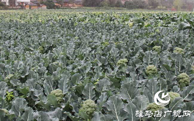 携手北沃 见证丰收 ——北沃高钙肥再显神威，表现惊艳众人！