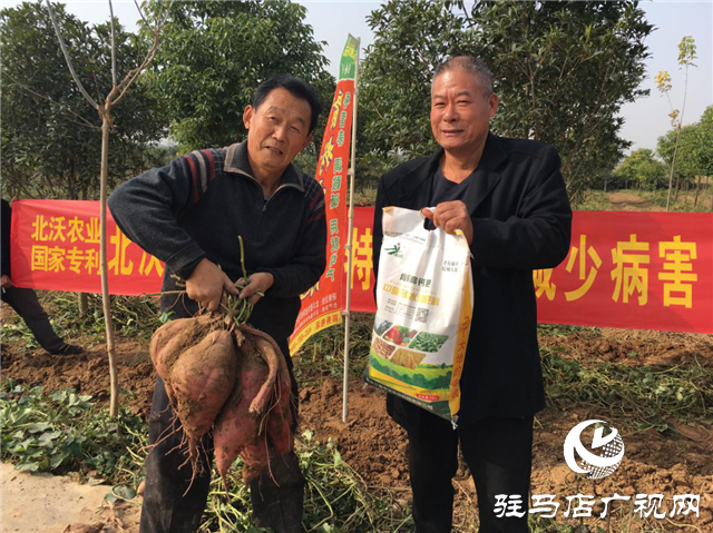 携手北沃 见证丰收 ——北沃高钙肥再显神威，表现惊艳众人！