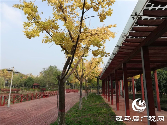 银杏黄叶飘 赏景好时节