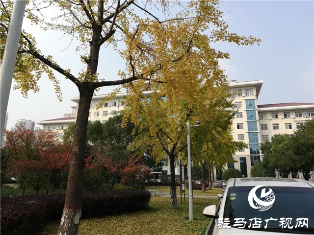 银杏黄叶飘 赏景好时节