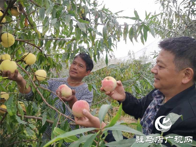 河南驻马店市驿城区水屯镇：人勤地生金 生活更甜蜜