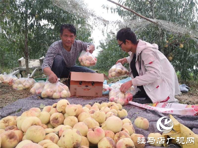 河南驻马店市驿城区水屯镇：人勤地生金 生活更甜蜜