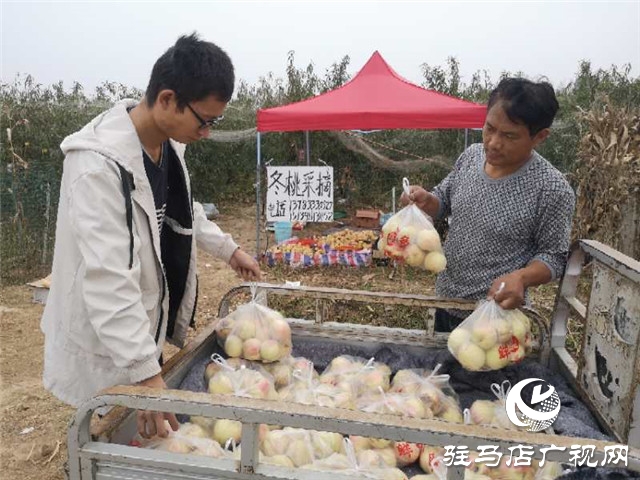 河南驻马店市驿城区水屯镇：人勤地生金 生活更甜蜜