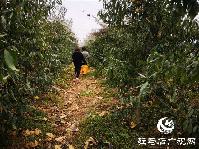 河南驻马店市驿城区水屯镇：人勤地生金 生活更甜蜜