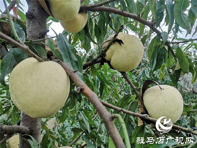 河南驻马店市驿城区水屯镇：人勤地生金 生活更甜蜜