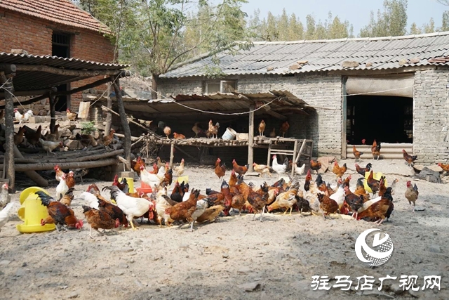 驿城区沙河镇李歌：养鸡带民唱响致富歌