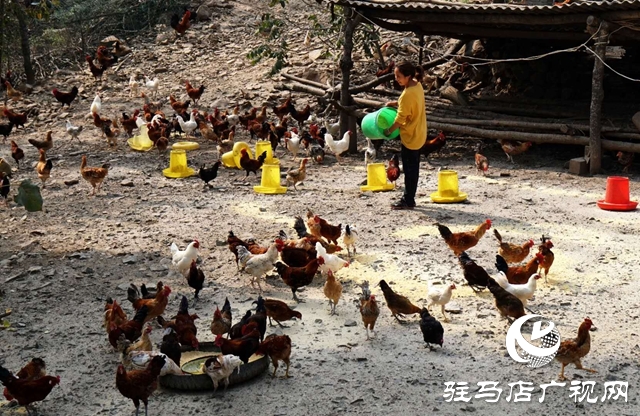 驿城区沙河镇李歌：养鸡带民唱响致富歌