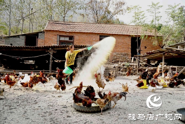 驿城区沙河镇李歌：养鸡带民唱响致富歌