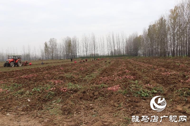 汝南县柴庄村：合作社的红薯丰收了