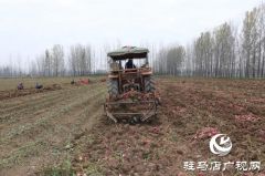汝南县柴庄村：合作社的红薯丰收了