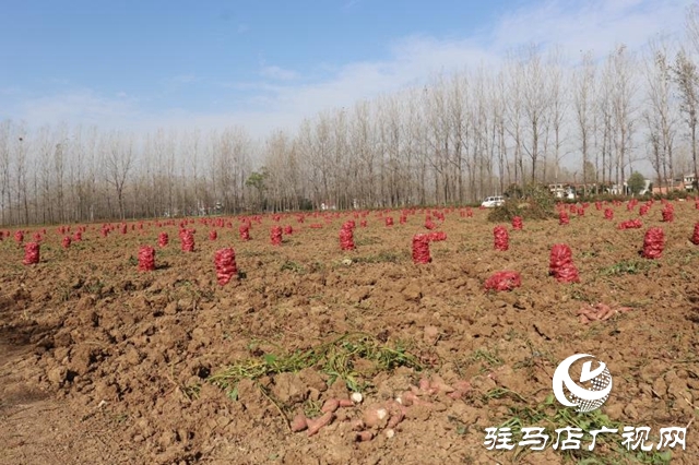 汝南县柴庄村：合作社的红薯丰收了