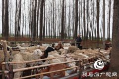 “羊倌”马忠于：昔日贫困户 今日致富领头人