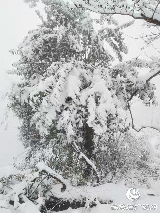 驻马店2020年第一场雪“到货” 老乐山银装素裹犹如仙境