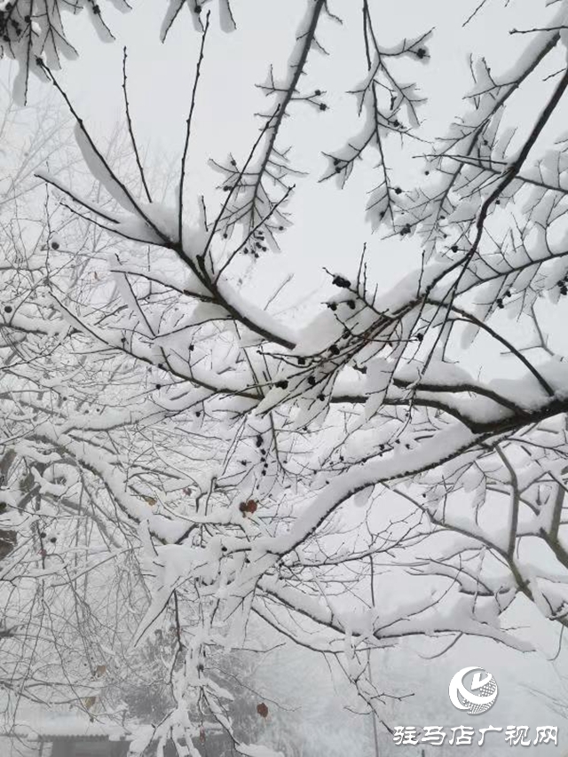 驻马店2020年第一场雪“到货” 老乐山银装素裹犹如仙境
