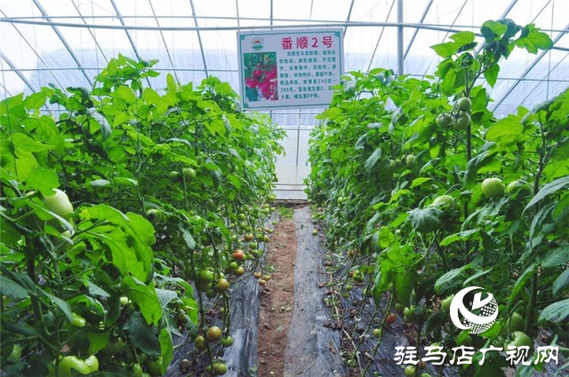驻马店市西红柿产业发展现场观摩会在汝南县番顺西红柿产业园顺利召开