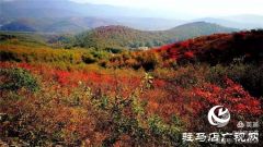 美哭了！那个被河南艾森集团唤醒的黄石头庄邀你回归心灵的宁静