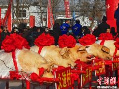 500斤猪肉配上2000斤酸菜 内蒙古“大后套第一锅”起锅