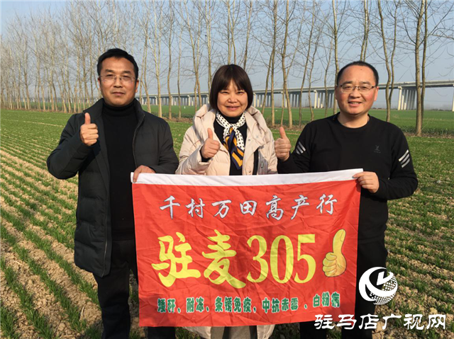 驻麦305“千村万田高产行”