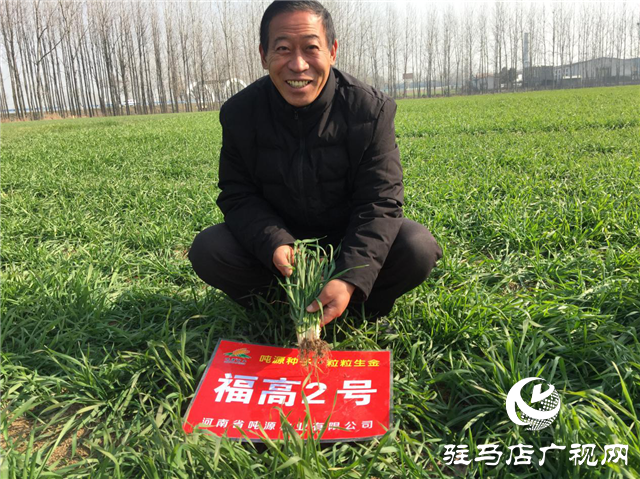 吨源种业小麦苗期回访
