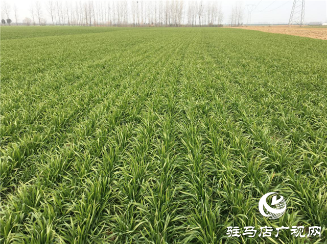吨源种业小麦苗期回访——汝南篇