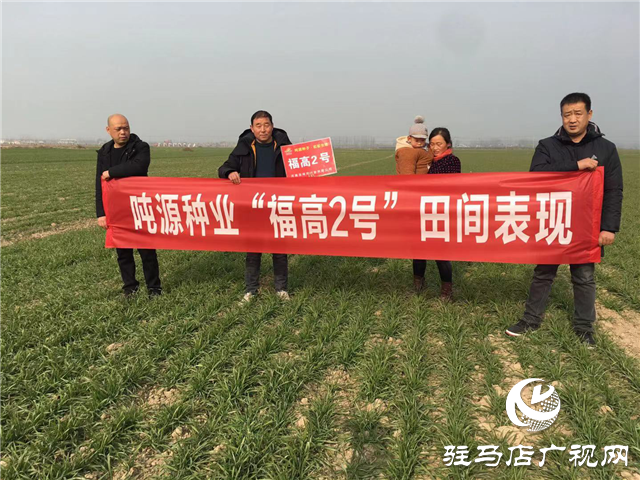 吨源种业小麦苗期回访——汝南篇