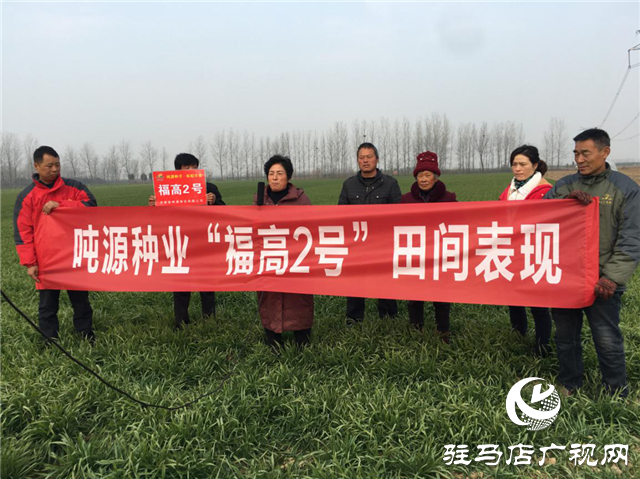 吨源种业小麦苗期回访——汝南篇
