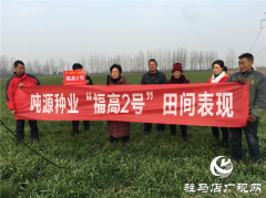 吨源种业小麦苗期回访——汝南篇