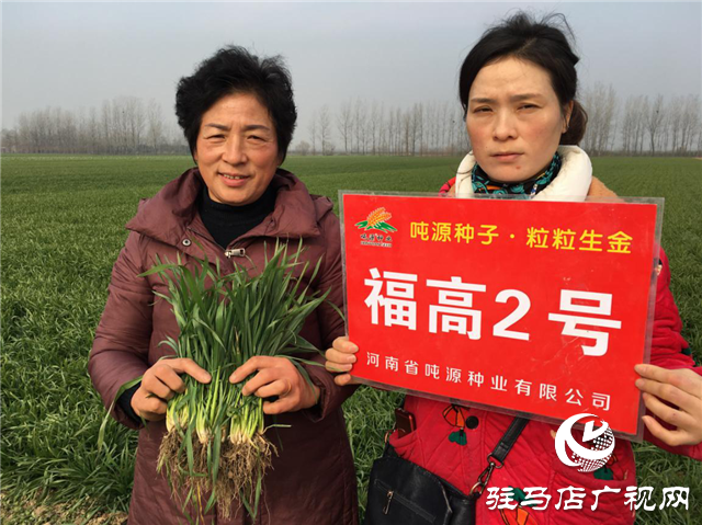 吨源种业小麦苗期回访——汝南篇