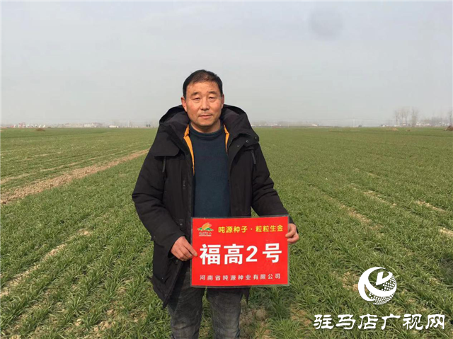 吨源种业小麦苗期回访——汝南篇