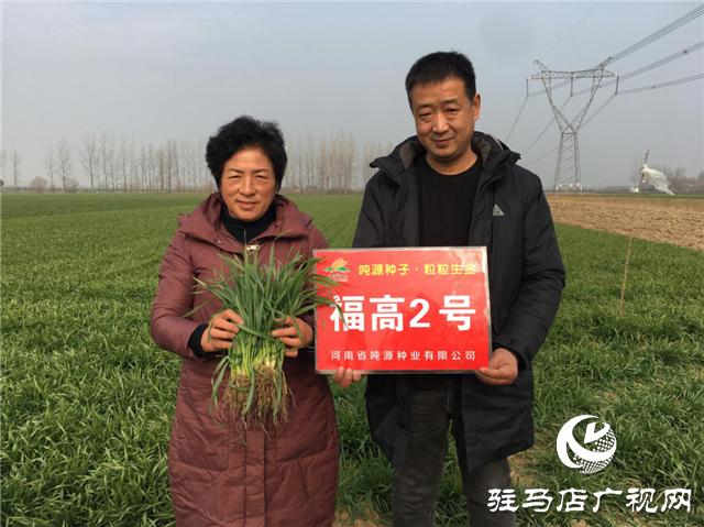 吨源种业小麦苗期回访——汝南篇
