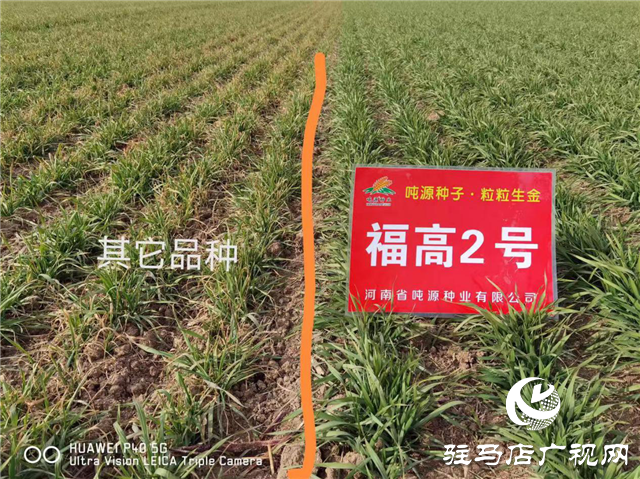 吨源种业小麦苗期回访——正阳篇
