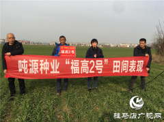 吨源种业小麦苗期回访——正阳篇