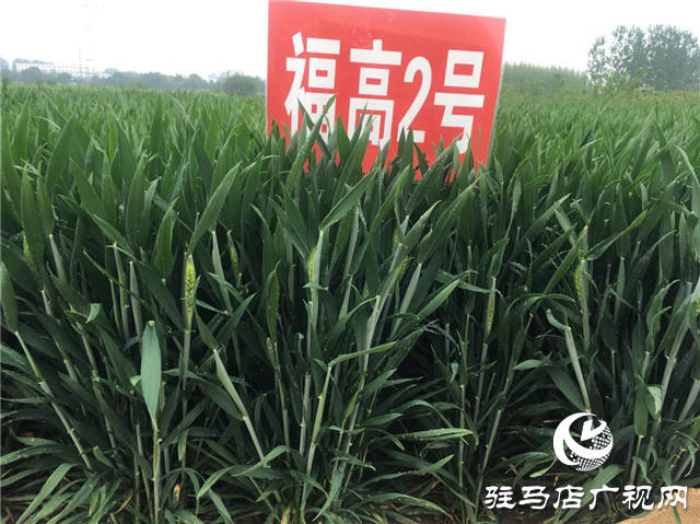 吨源种业小麦苗期回访——正阳篇