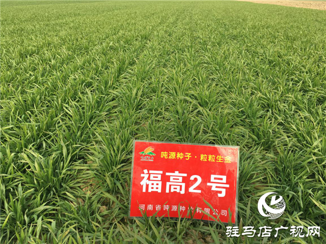 吨源种业小麦苗期回访——正阳篇