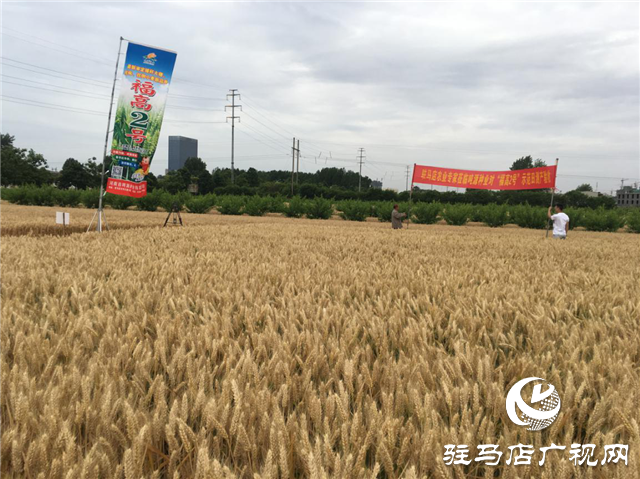 吨源种业小麦苗期回访——正阳篇