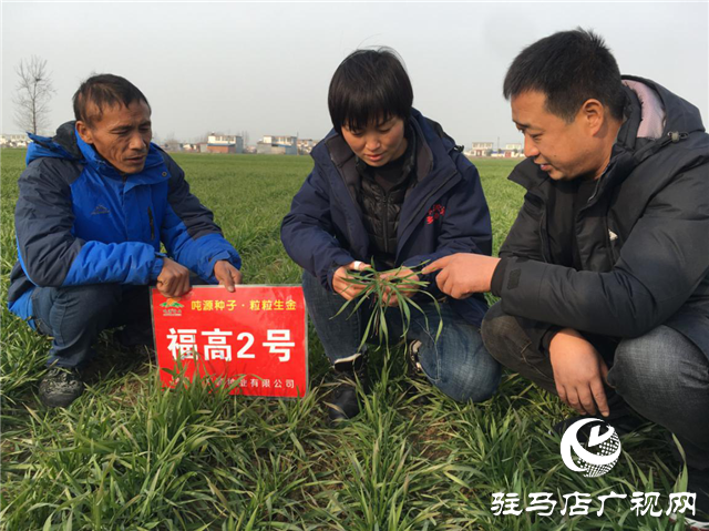 吨源种业小麦苗期回访——正阳篇